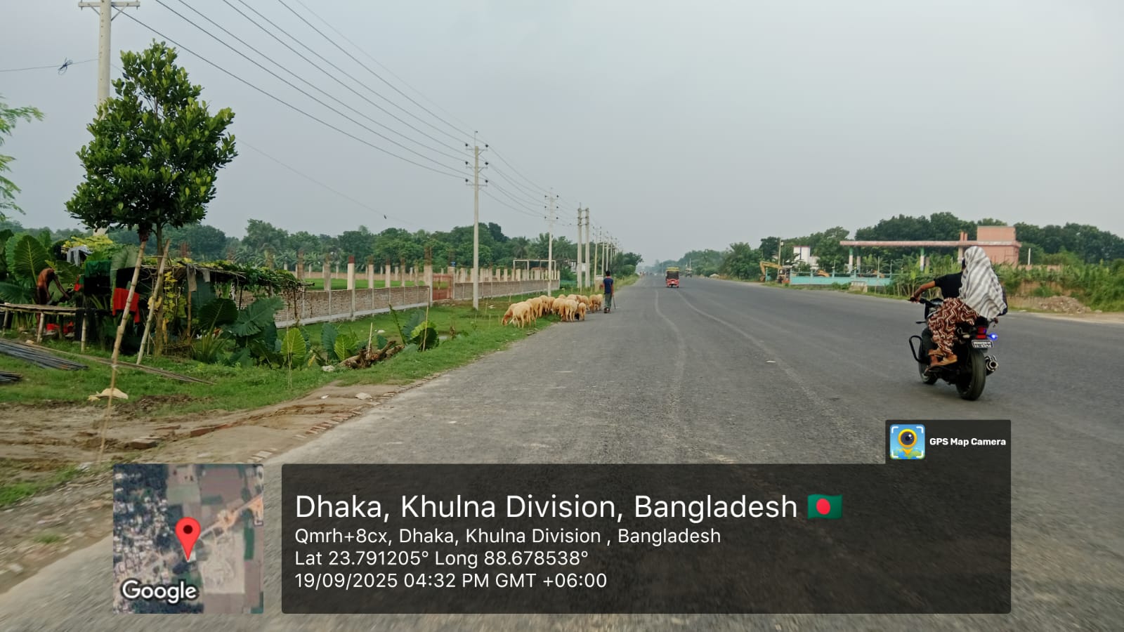 Cattle Movement on Street, Meherpur